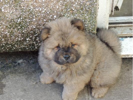 chow chow προς πώληση.